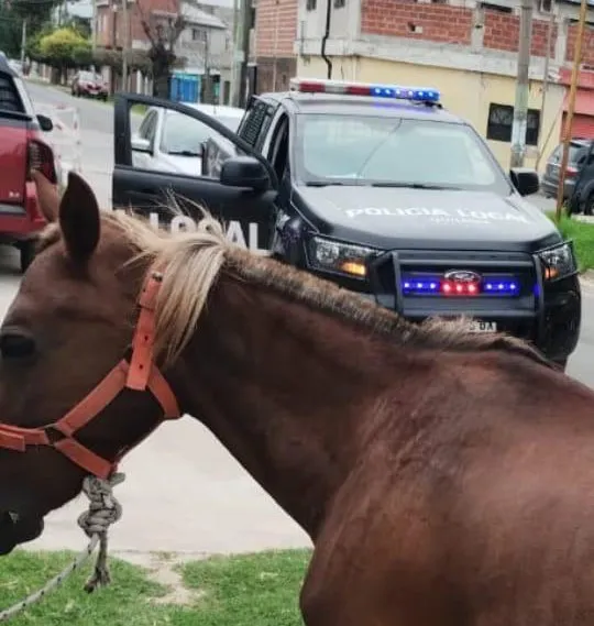 EL MUNICIPIO DE QUILMES RESCATÓ MÁS DE 70 CABALLOS VÍCTIMAS DE TRACCIÓN A SANGRE Y MALTRATO ANIMAL DURANTE EL ÚLTIMO AÑO 4