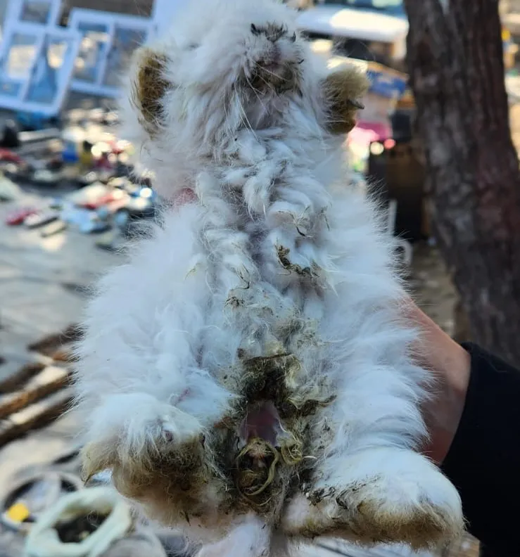 EL MUNICIPIO REALIZÓ UN OPERATIVO DE CONTROL CONTRA EL MALTRATO ANIMAL Y LA PROTECCIÓN DE FAUNA SILVESTRE (1)