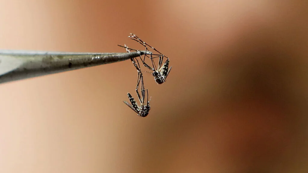 mosquitodengue-1024x576