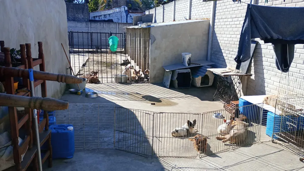 EL MUNICIPIO Y LA POLICÍA LOGRARON RESCATAR A MÁS DE 40 PERROS MALTRATADOS DE UN CRIADERO CLANDESTINO1