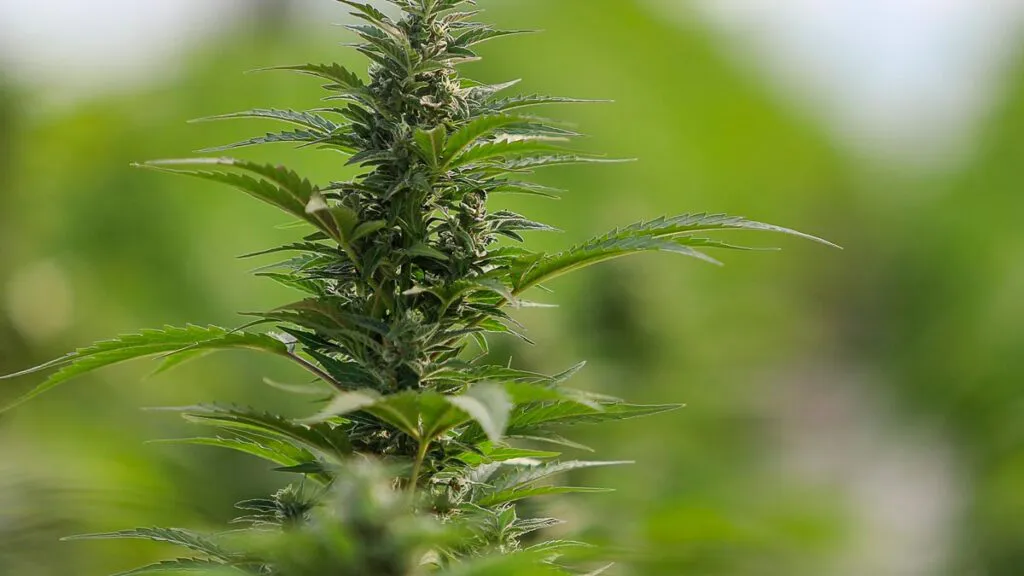 cannabis-1024x576