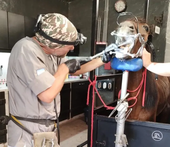 EL MUNICIPIO DE QUILMES RESCATÓ MÁS DE 70 CABALLOS VÍCTIMAS DE TRACCIÓN A SANGRE Y MALTRATO ANIMAL DURANTE EL ÚLTIMO AÑO 3