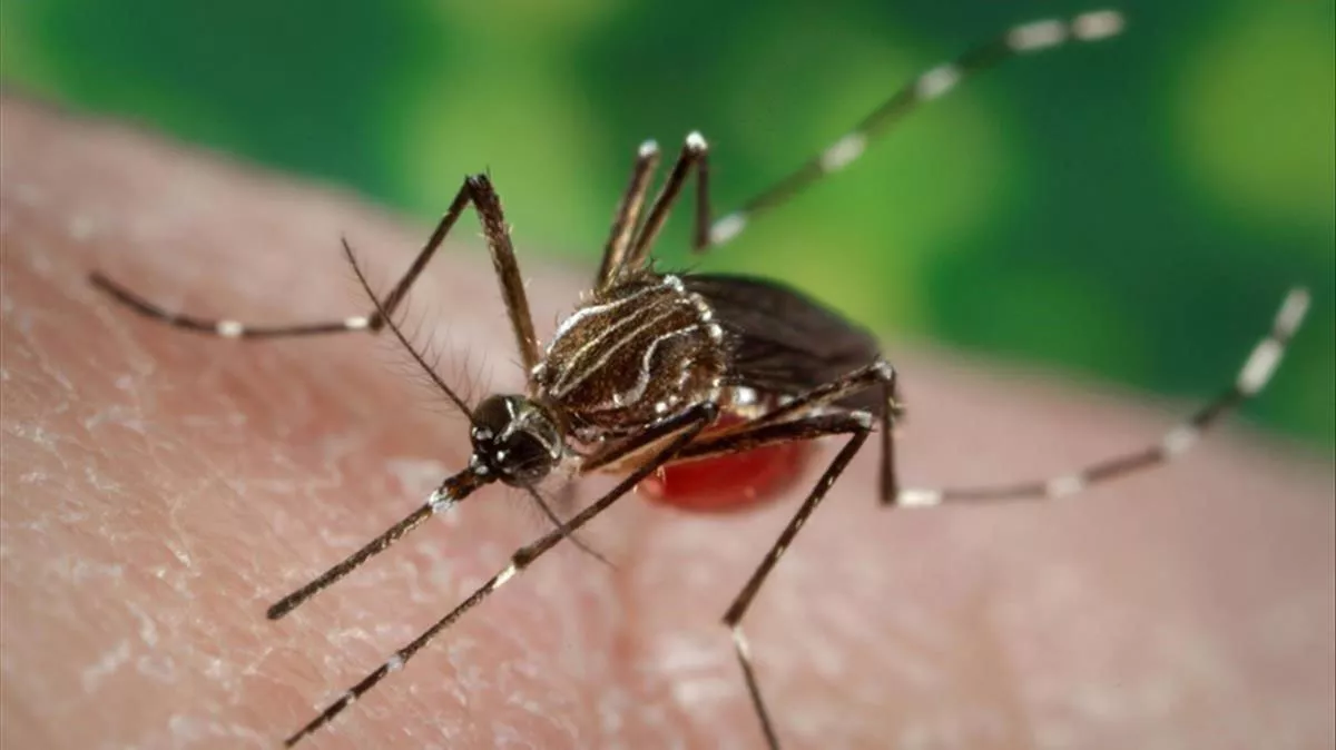 Mosquito-Aedes-Dengue