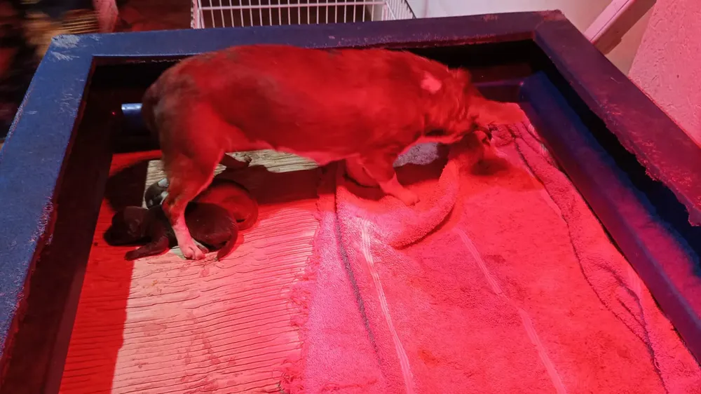 EL MUNICIPIO Y LA POLICÍA LOGRARON RESCATAR A MÁS DE 40 PERROS MALTRATADOS DE UN CRIADERO CLANDESTINO 4