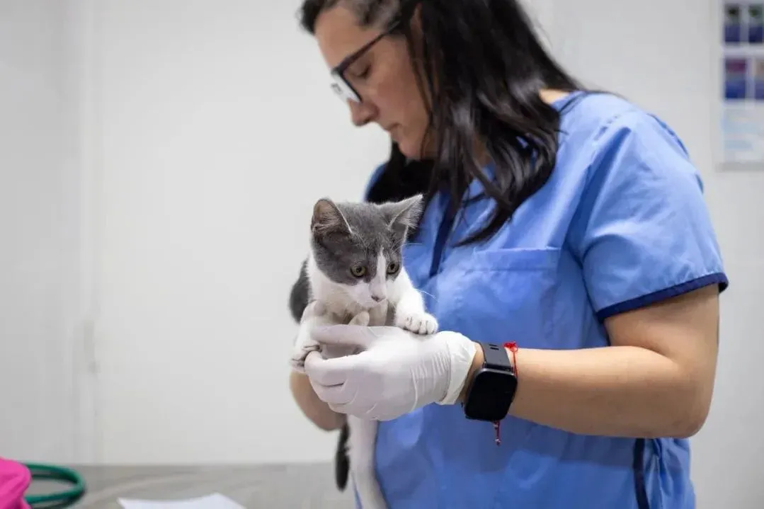 CASTRACIONES, VACUNACIÓN ANTIRRÁBICA Y DISTINTAS CIRUGÍAS Y ATENCIONES SIN COSTO PARA LAS Y LOS QUILMEÑOS 1