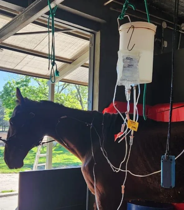 EL MUNICIPIO DE QUILMES RESCATÓ MÁS DE 70 CABALLOS VÍCTIMAS DE TRACCIÓN A SANGRE Y MALTRATO ANIMAL DURANTE EL ÚLTIMO AÑO 5