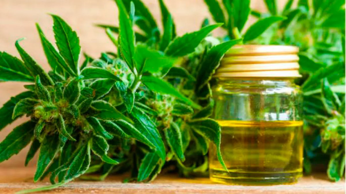 cannabis1200-1