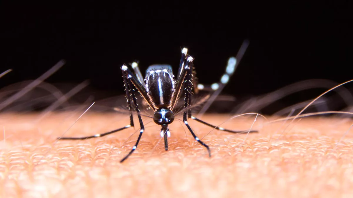 dengue1200