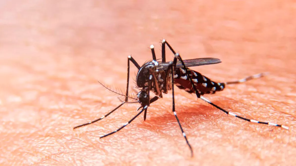 Dengue1200