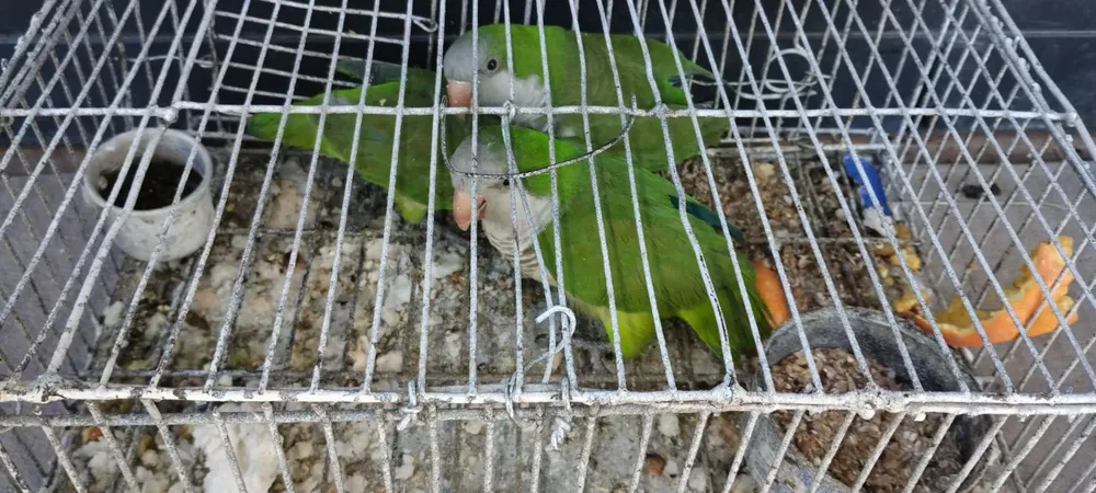 EL MUNICIPIO REALIZÓ UN OPERATIVO DE CONTROL CONTRA EL MALTRATO ANIMAL Y LA PROTECCIÓN DE FAUNA SILVESTRE (3)