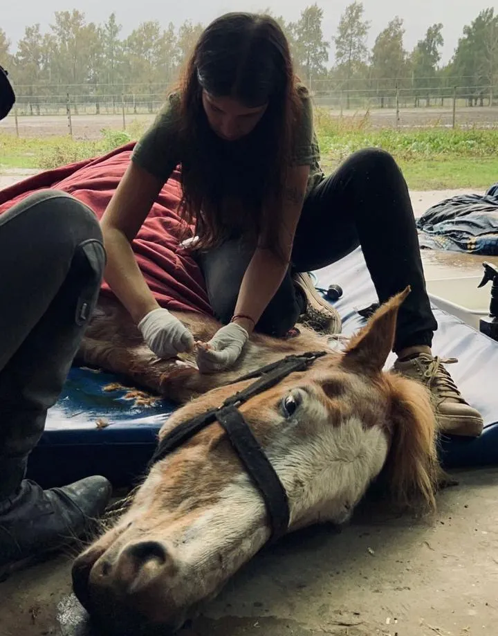 EL MUNICIPIO DE QUILMES RESCATÓ MÁS DE 70 CABALLOS VÍCTIMAS DE TRACCIÓN A SANGRE Y MALTRATO ANIMAL DURANTE EL ÚLTIMO AÑO 1