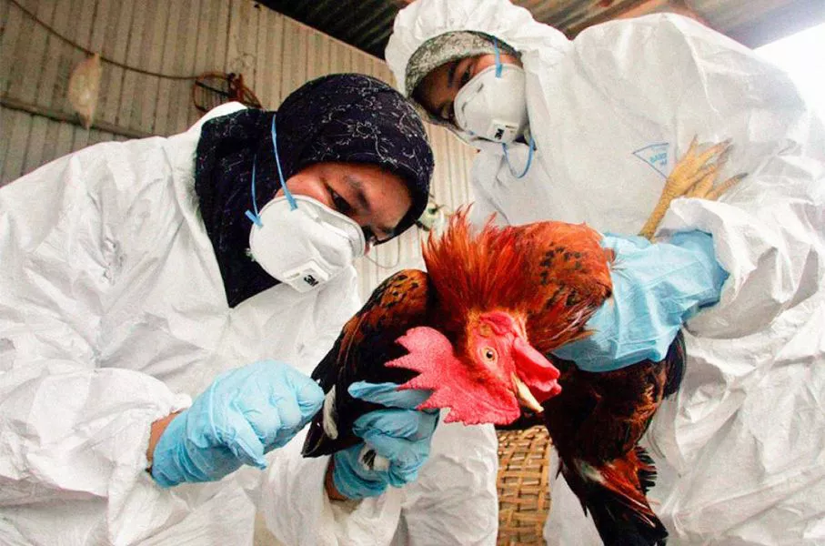 88003-salud-publica-aclara-que-no-hay-casos-de-gripe-aviar-en-humanos-en-el-pais