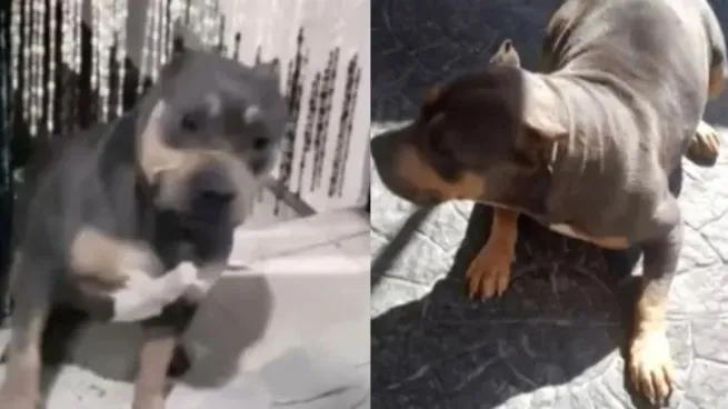 buscan-una-perra-bernal-que-defendio-sus-duenos-un-robo1jpg