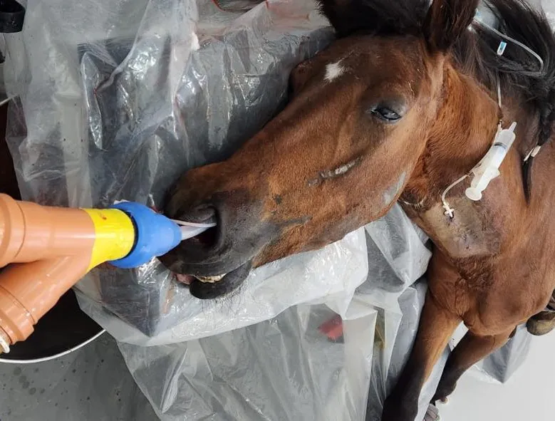 EL MUNICIPIO DE QUILMES RESCATÓ MÁS DE 70 CABALLOS VÍCTIMAS DE TRACCIÓN A SANGRE Y MALTRATO ANIMAL DURANTE EL ÚLTIMO AÑO 6