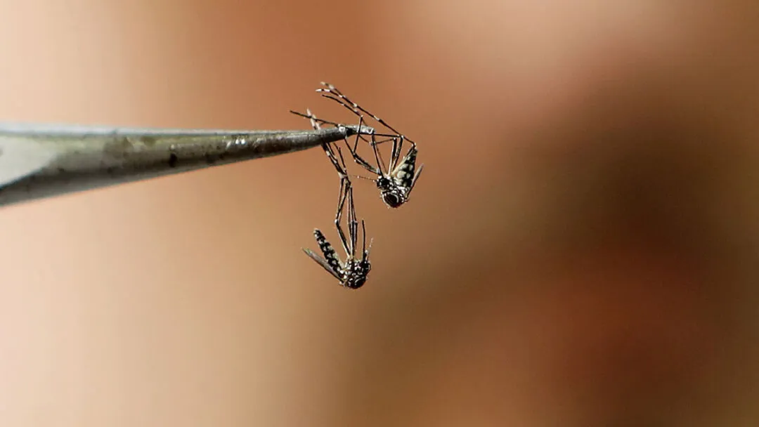 mosquitodengue-1080x608